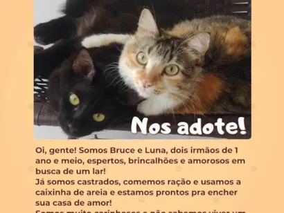 Gato raça SRD-ViraLata idade 2 anos nome Bruce e Luna