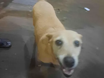 Cachorro raça SRD-ViraLata idade 4 anos nome Nina