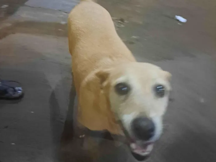 Cachorro ra a SRD-ViraLata idade 4 anos nome Nina