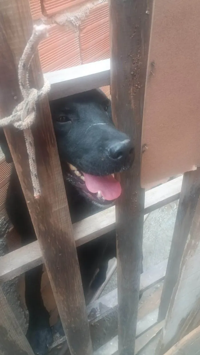 Cachorro ra a Rottweiler idade 3 anos nome Balu 