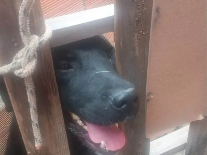 Cachorro ra a Rottweiler idade 3 anos nome Balu 