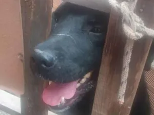 Cachorro raça Rottweiler idade 3 anos nome Balu 