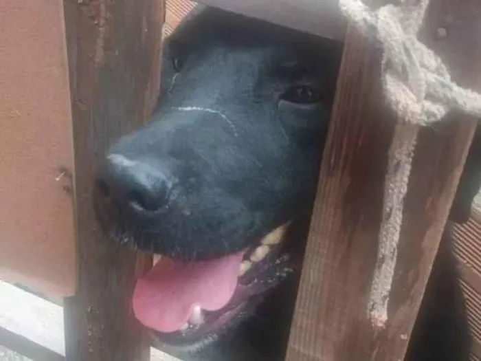 Cachorro ra a Rottweiler idade 3 anos nome Balu 