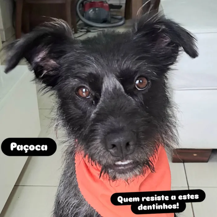 Cachorro ra a SRD-ViraLata idade 1 ano nome Paçoca