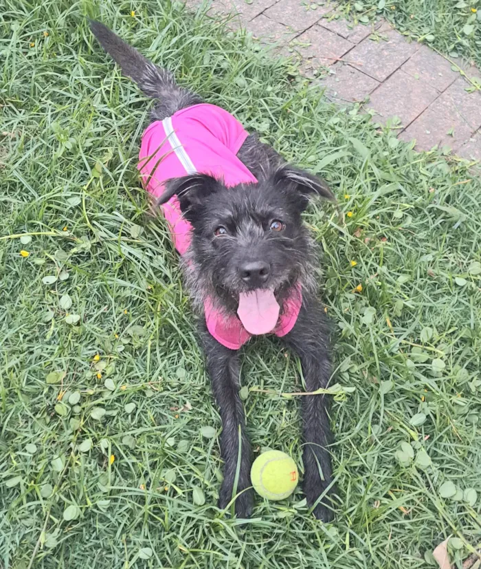 Cachorro ra a SRD-ViraLata idade 1 ano nome Paçoca