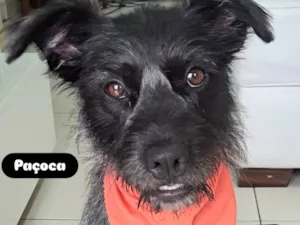 Cachorro raça SRD-ViraLata idade 1 ano nome Paçoca