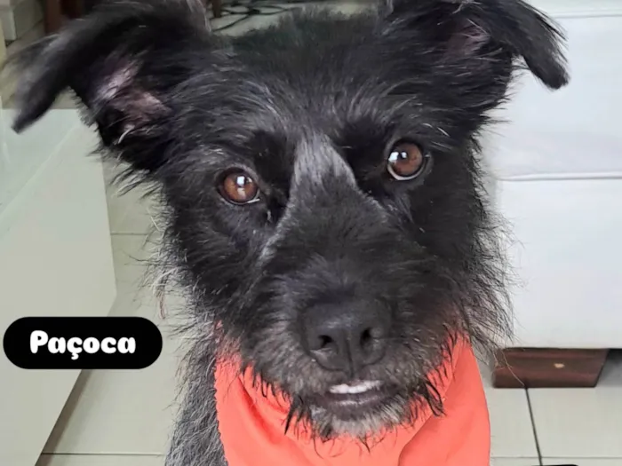 Cachorro ra a SRD-ViraLata idade 1 ano nome Paçoca