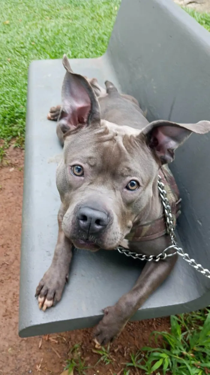 Cachorro ra a Pit-Bull idade 1 ano nome Blue