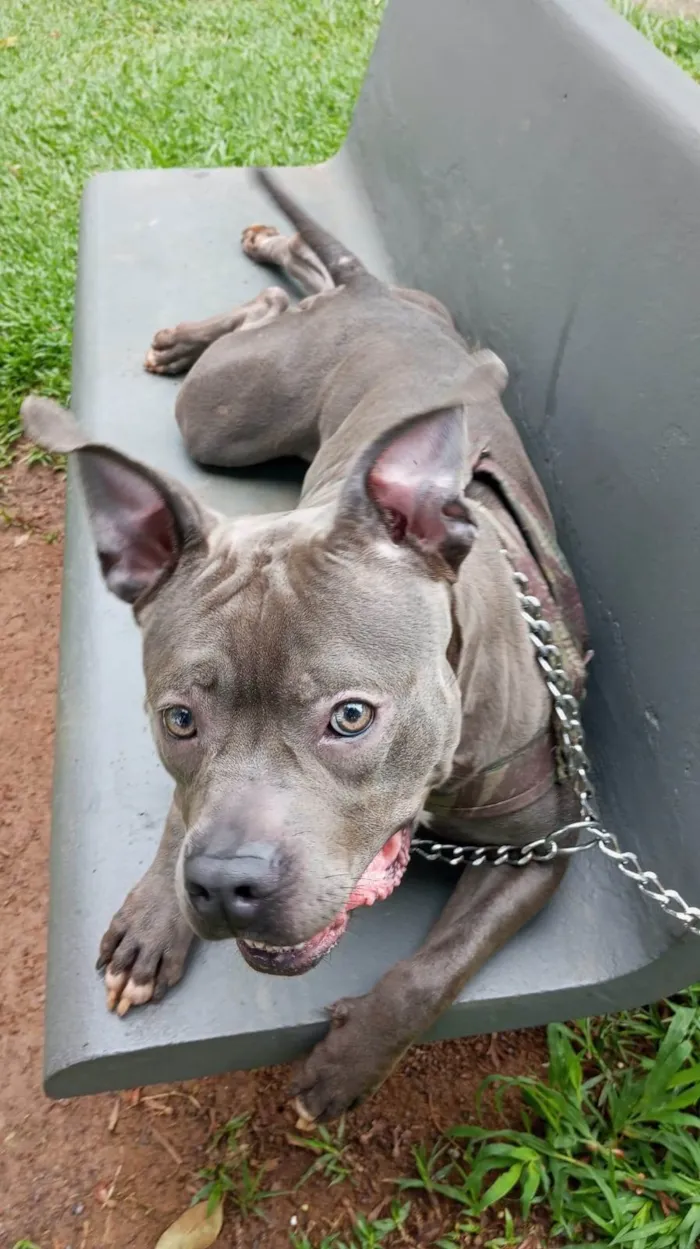 Cachorro ra a Pit-Bull idade 1 ano nome Blue