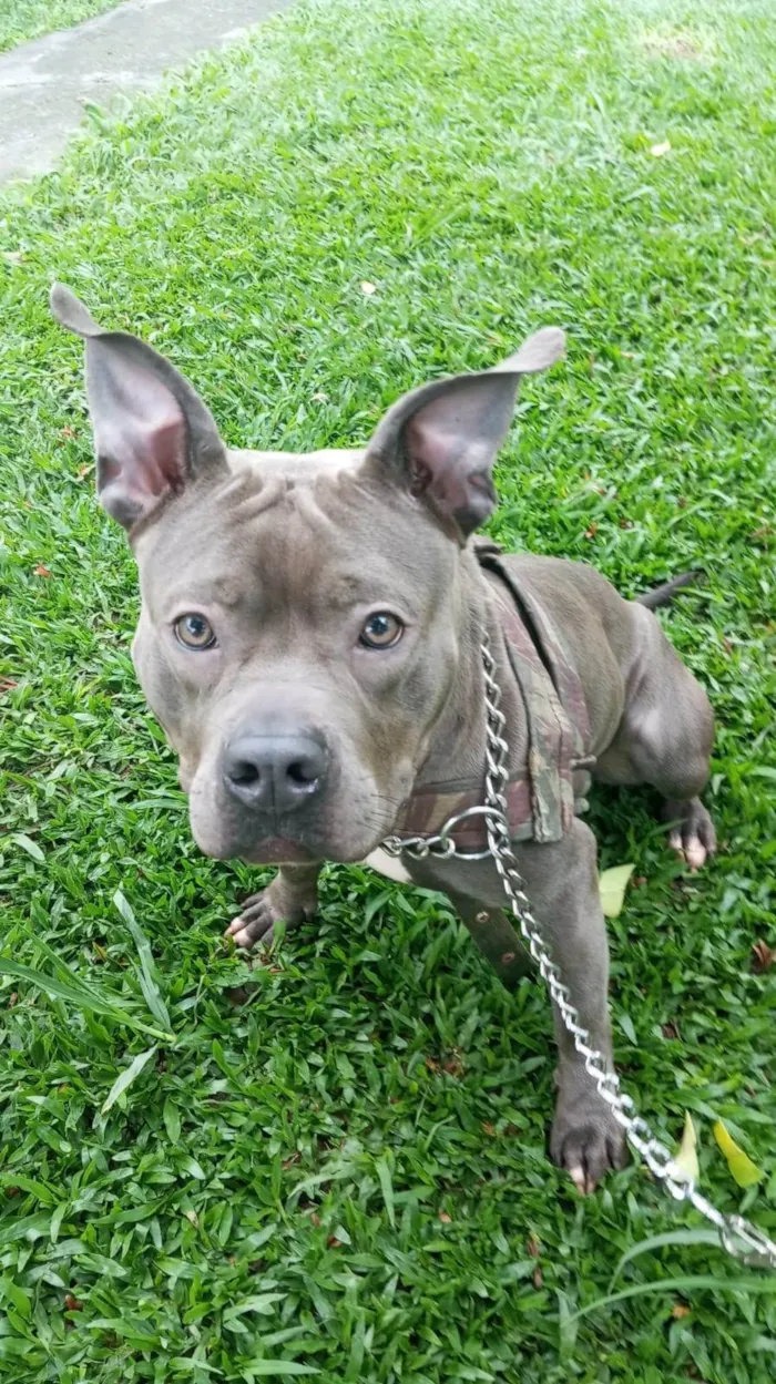 Cachorro ra a Pit-Bull idade 1 ano nome Blue