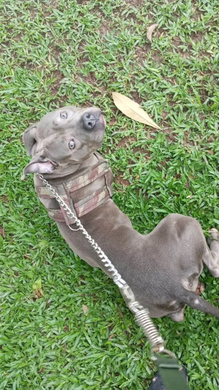 Cachorro ra a Pit-Bull idade 1 ano nome Blue