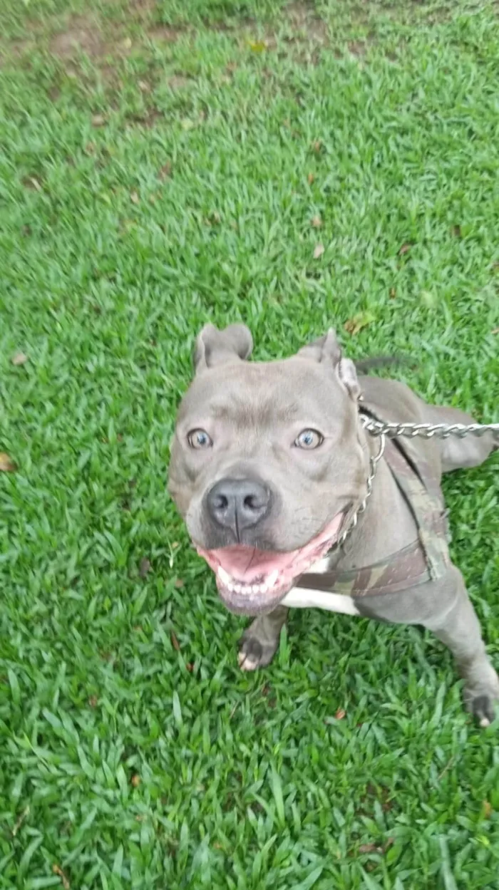 Cachorro ra a Pit-Bull idade 1 ano nome Blue