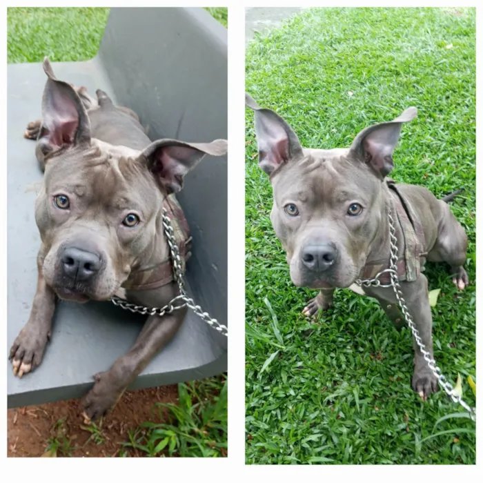 Cachorro ra a Pit-Bull idade 1 ano nome Blue