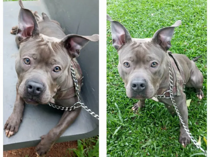 Cachorro ra a Pit-Bull idade 1 ano nome Blue