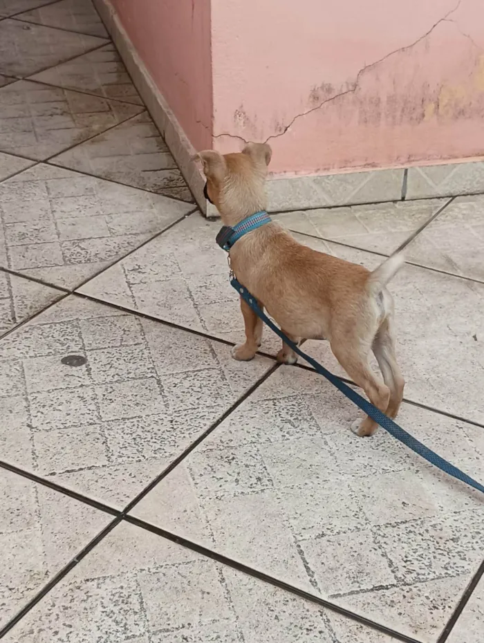 Cachorro ra a SRD-ViraLata idade 2 a 6 meses nome Scooby