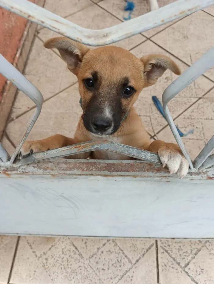 Cachorro ra a SRD-ViraLata idade 2 a 6 meses nome Scooby