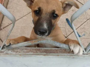 Cachorro raça SRD-ViraLata idade 2 a 6 meses nome Scooby