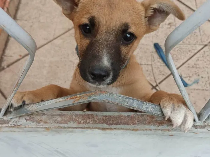 Cachorro ra a SRD-ViraLata idade 2 a 6 meses nome Scooby