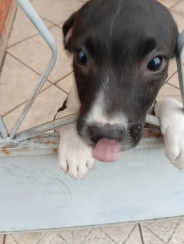 Cachorro ra a Pit-Bull idade 2 a 6 meses nome Bruno