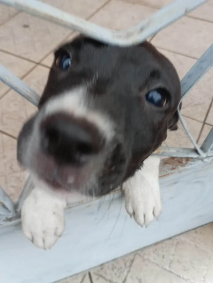 Cachorro ra a Pit-Bull idade 2 a 6 meses nome Bruno