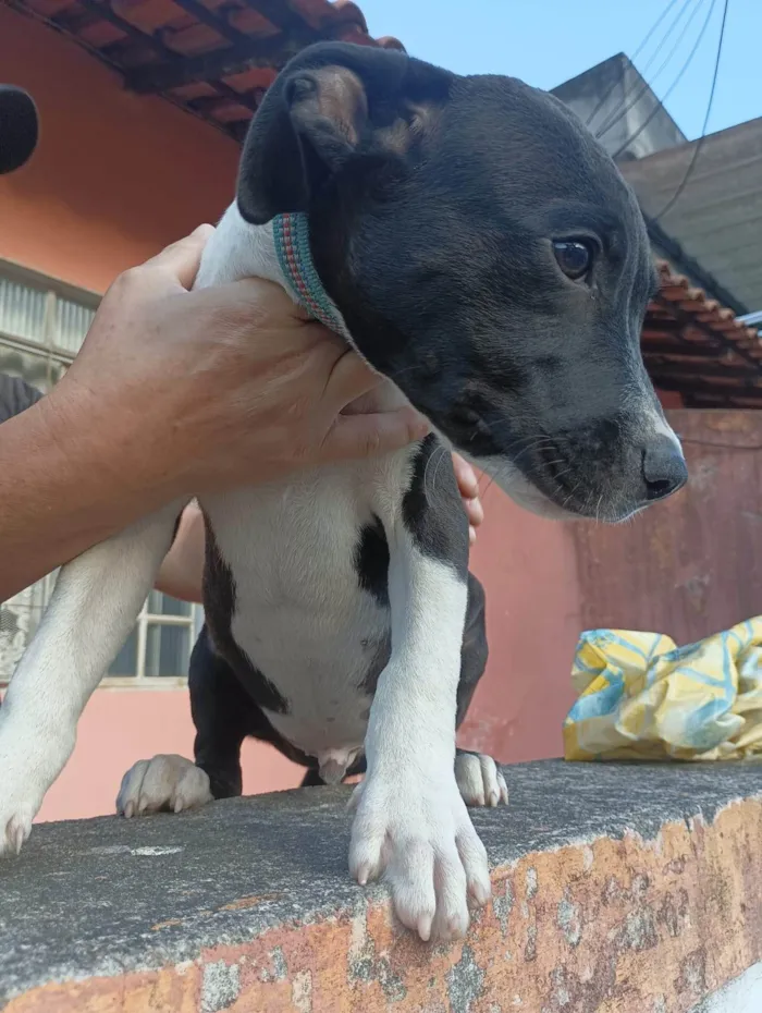 Cachorro ra a Pit-Bull idade 2 a 6 meses nome Bruno