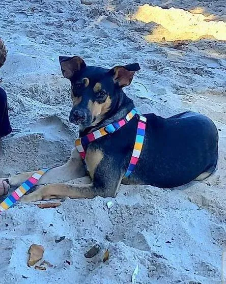 Cachorro ra a SRD-ViraLata idade 2 anos nome Max