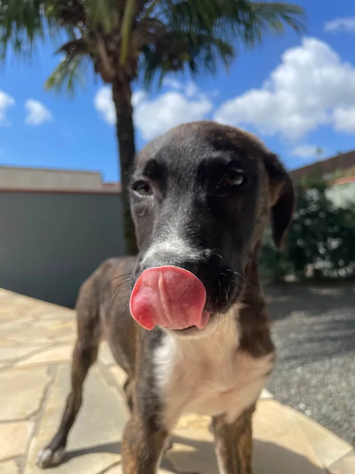 Cachorro ra a SRD-ViraLata idade 2 a 6 meses nome Ainda sem nome