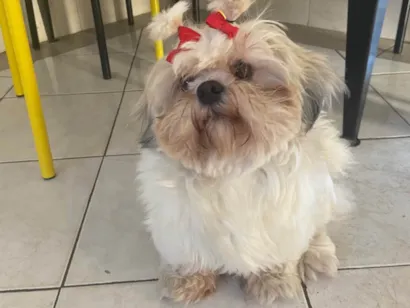 Cachorro raça Shitzu idade 2 anos nome Zoe