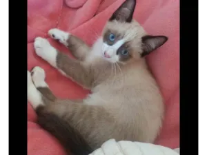 Gato raça Ragdoll idade 7 a 11 meses nome Gordinho 