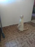 Pitoquinho