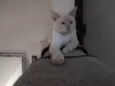 Pitoquinho