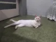 Pitoquinho