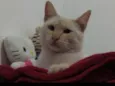 Pitoquinho