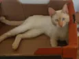 Pitoquinho