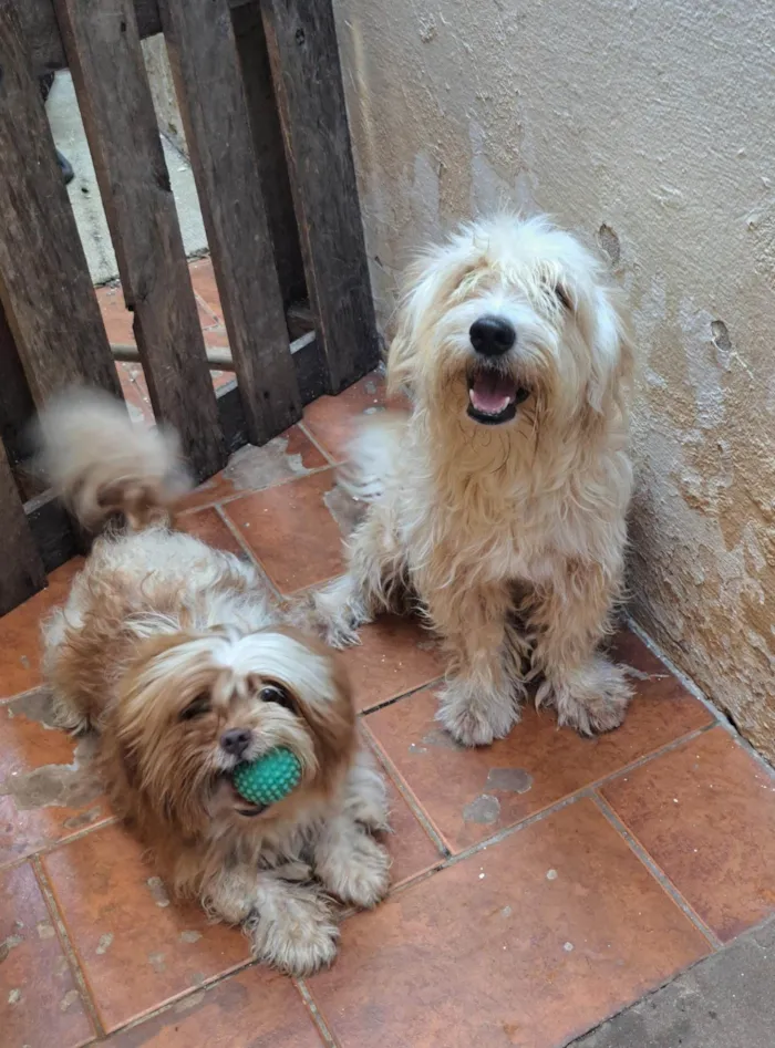 Cachorro ra a Yorkshire idade 2 anos nome Teo