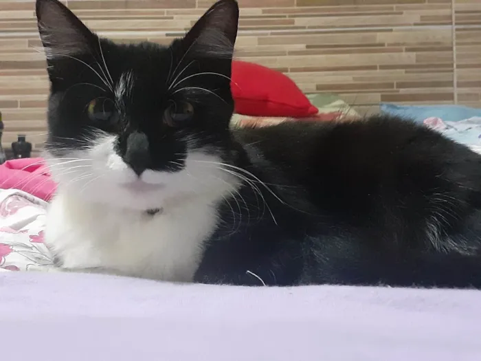 Gato ra a SRD-ViraLata idade 2 anos nome Mocinha 