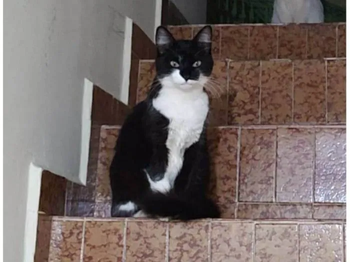 Gato ra a SRD-ViraLata idade 2 anos nome Mocinha 