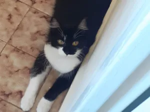 Gato raça SRD-ViraLata idade 2 anos nome Mocinha 