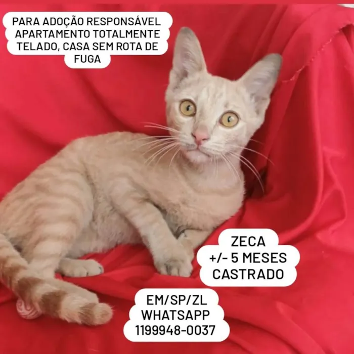 Gato ra a SRD-ViraLata idade 2 a 6 meses nome Zeca