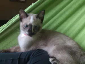 Gato raça SRD-ViraLata idade 7 a 11 meses nome Juli