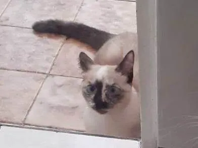 Gato ra a SRD-ViraLata idade 7 a 11 meses nome Juli