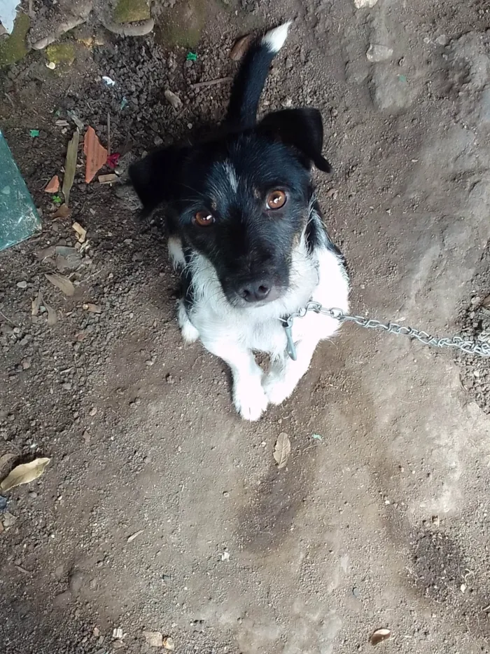 Cachorro ra a SRD-ViraLata idade 1 ano nome Betovem e boby