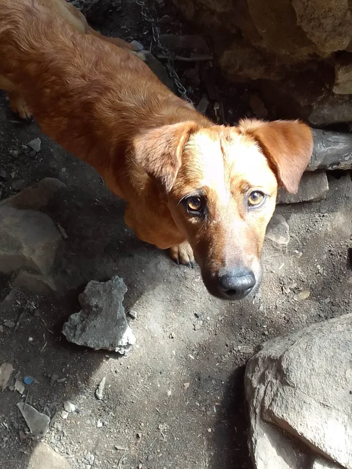 Cachorro ra a SRD-ViraLata idade 1 ano nome Betovem e boby