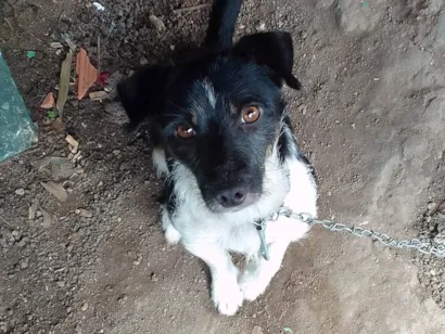 Cachorro raça SRD-ViraLata idade 1 ano nome Betovem e boby