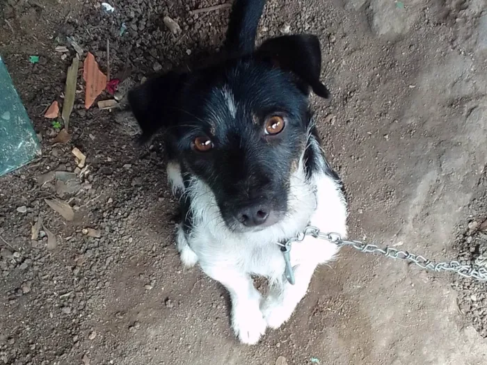 Cachorro ra a SRD-ViraLata idade 1 ano nome Betovem e boby