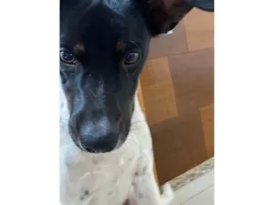 Cachorro raça SRD-ViraLata idade 7 a 11 meses nome Lindo