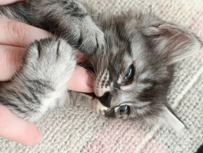 Gato ra a SRD-ViraLata idade 2 a 6 meses nome Sem nome ainda