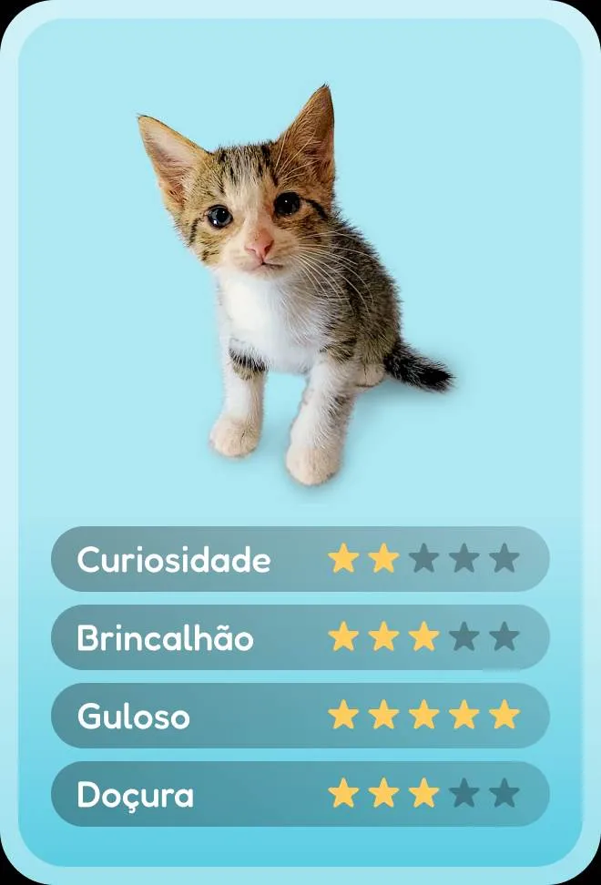 Gato ra a SRD-ViraLata idade Abaixo de 2 meses nome Nariguinho