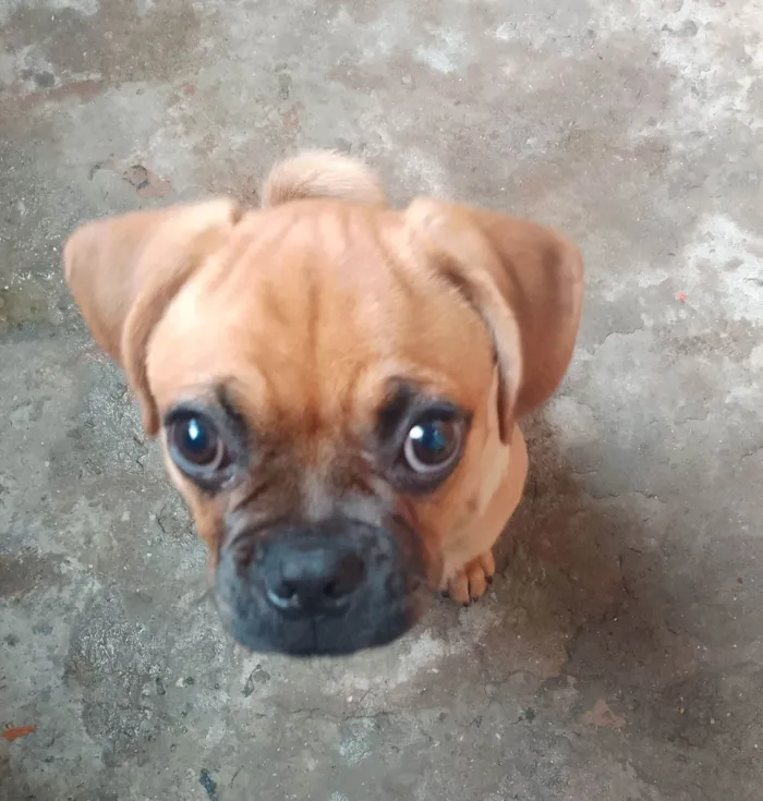 Cachorro ra a Boxer idade 7 a 11 meses nome Scoob