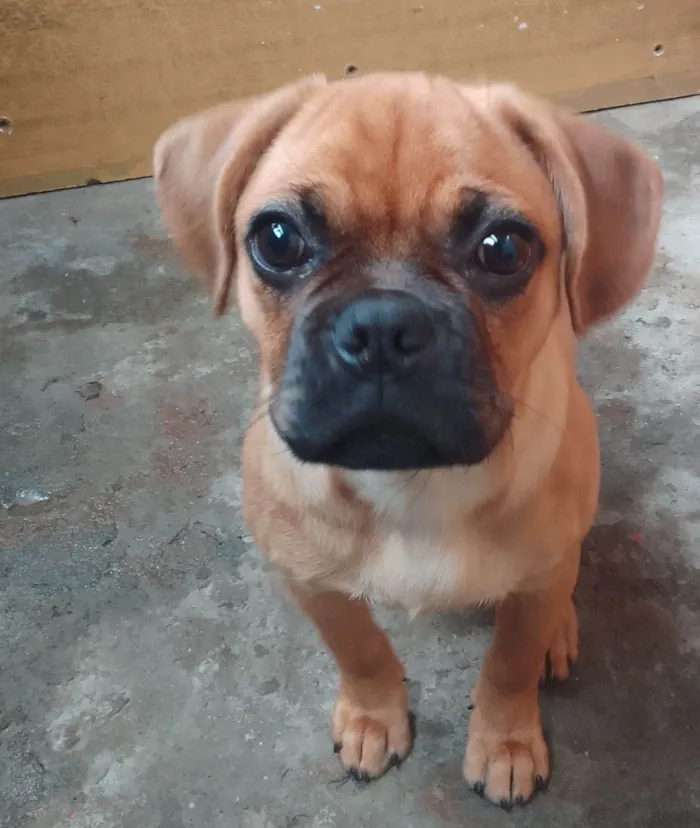 Cachorro ra a Boxer idade 7 a 11 meses nome Scoob